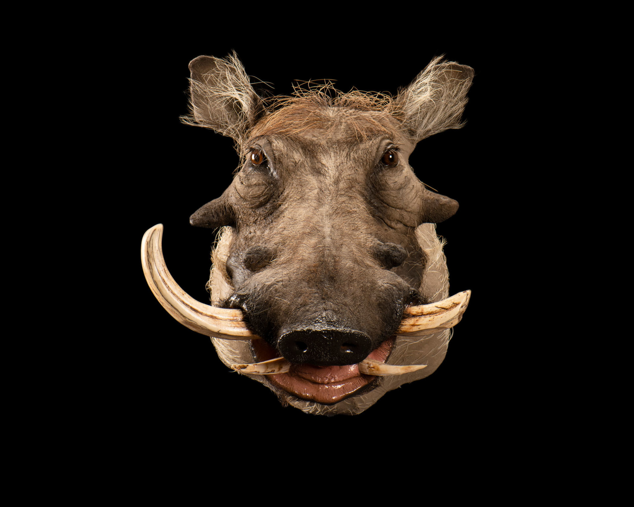 Warthog Taxidermy - Shoulder Mount - Straight